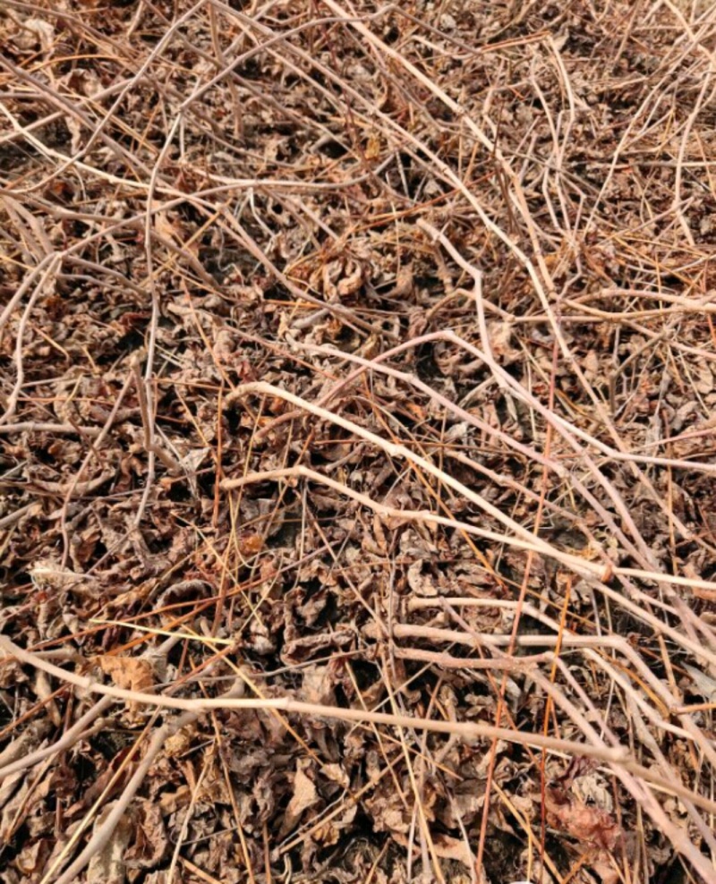 爬山虎绣线菊珍珠梅营养钵杯苗大量供应