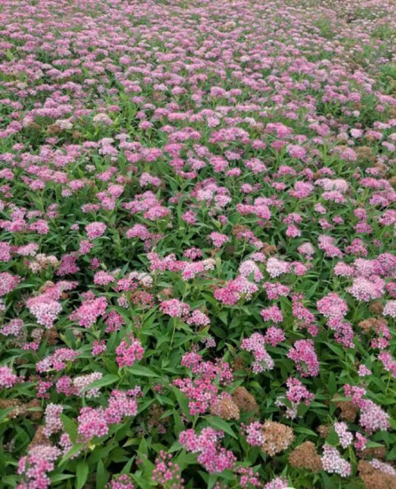 爬山虎绣线菊珍珠梅营养钵杯苗大量供应