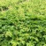 爬山虎绣线菊珍珠梅营养钵杯苗大量供应