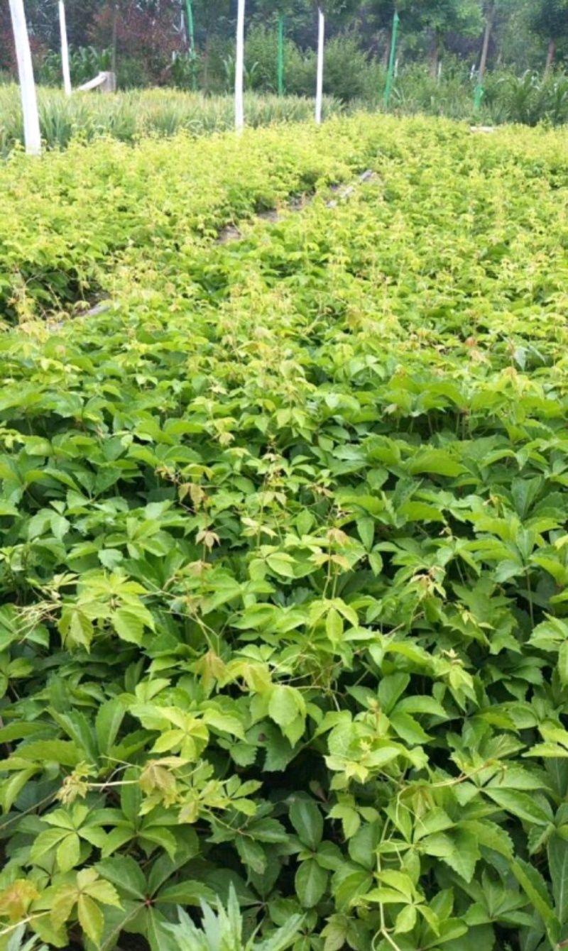 爬山虎绣线菊珍珠梅营养钵杯苗大量供应