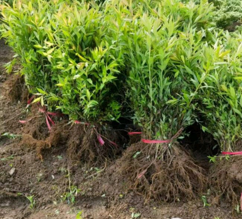 爬山虎绣线菊珍珠梅营养钵杯苗大量供应