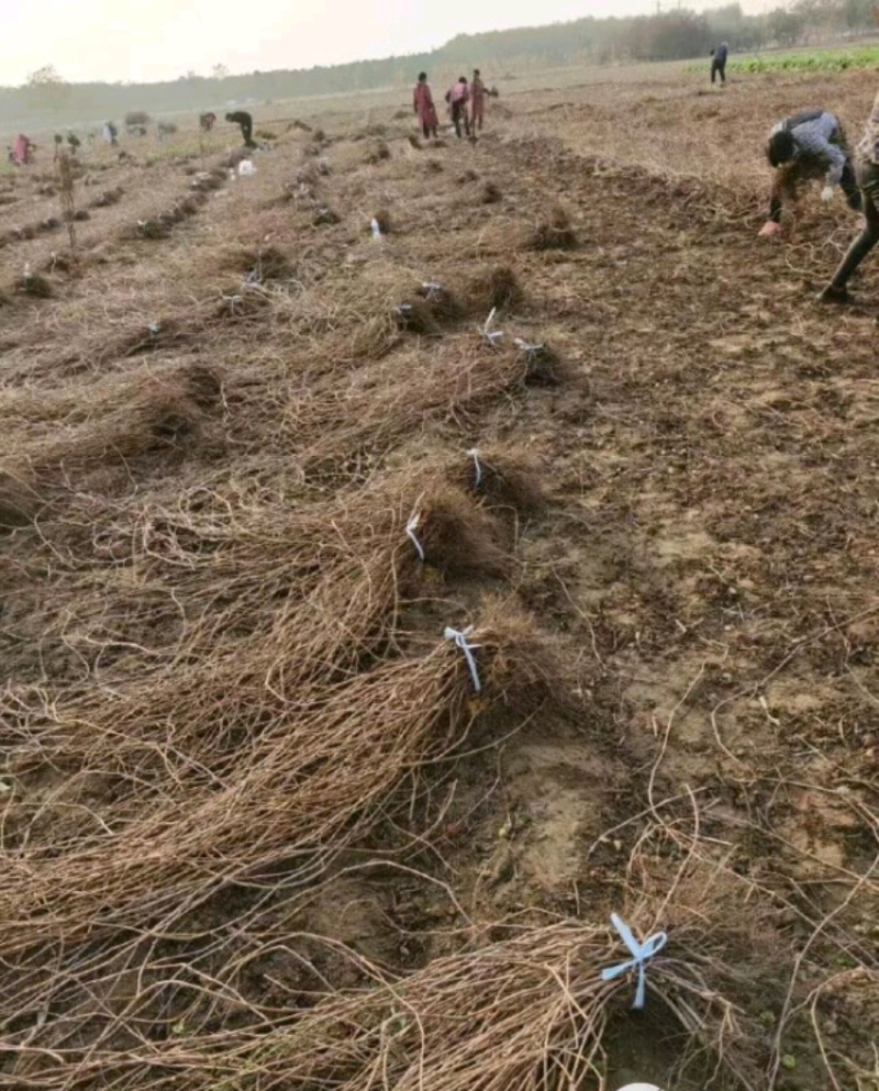 爬山虎绣线菊珍珠梅营养钵杯苗大量供应