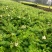爬山虎绣线菊珍珠梅营养钵杯苗大量供应