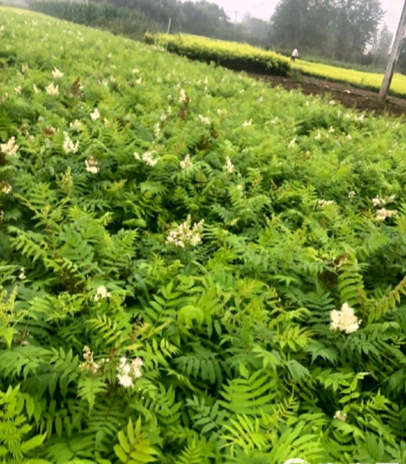 爬山虎绣线菊珍珠梅营养钵杯苗大量供应