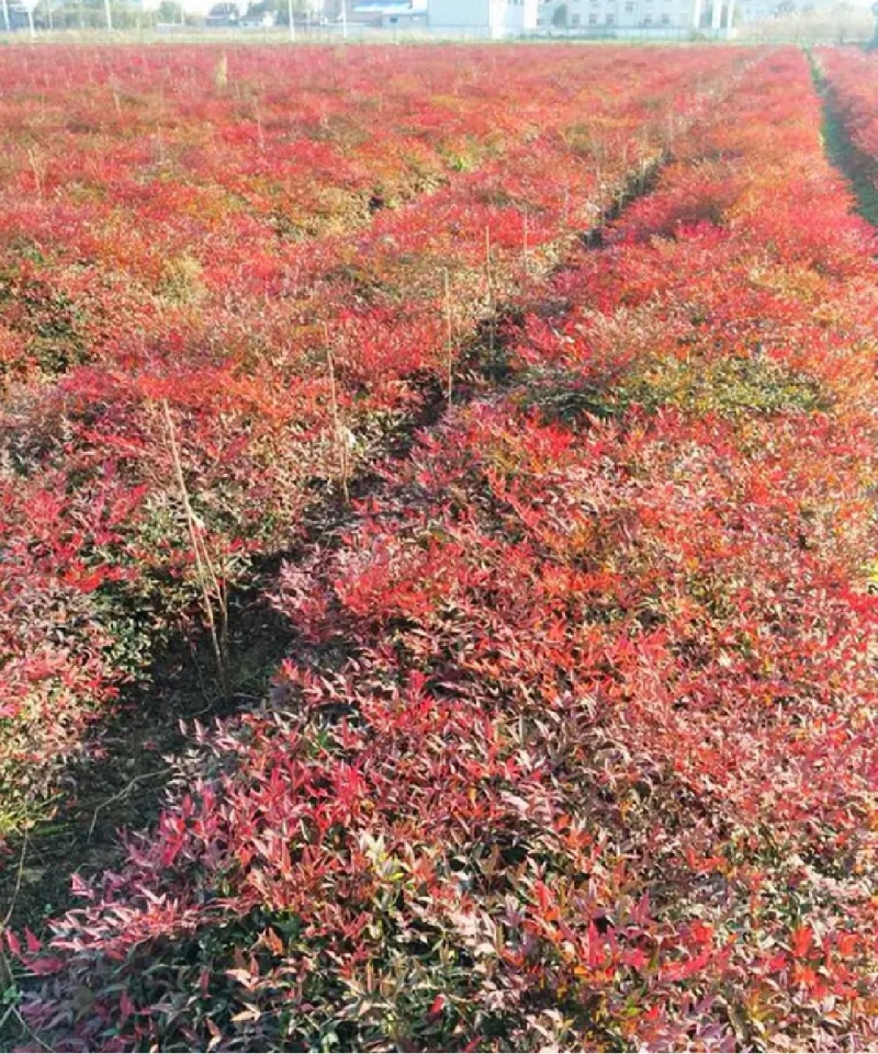 爬山虎绣线菊珍珠梅营养钵杯苗大量供应