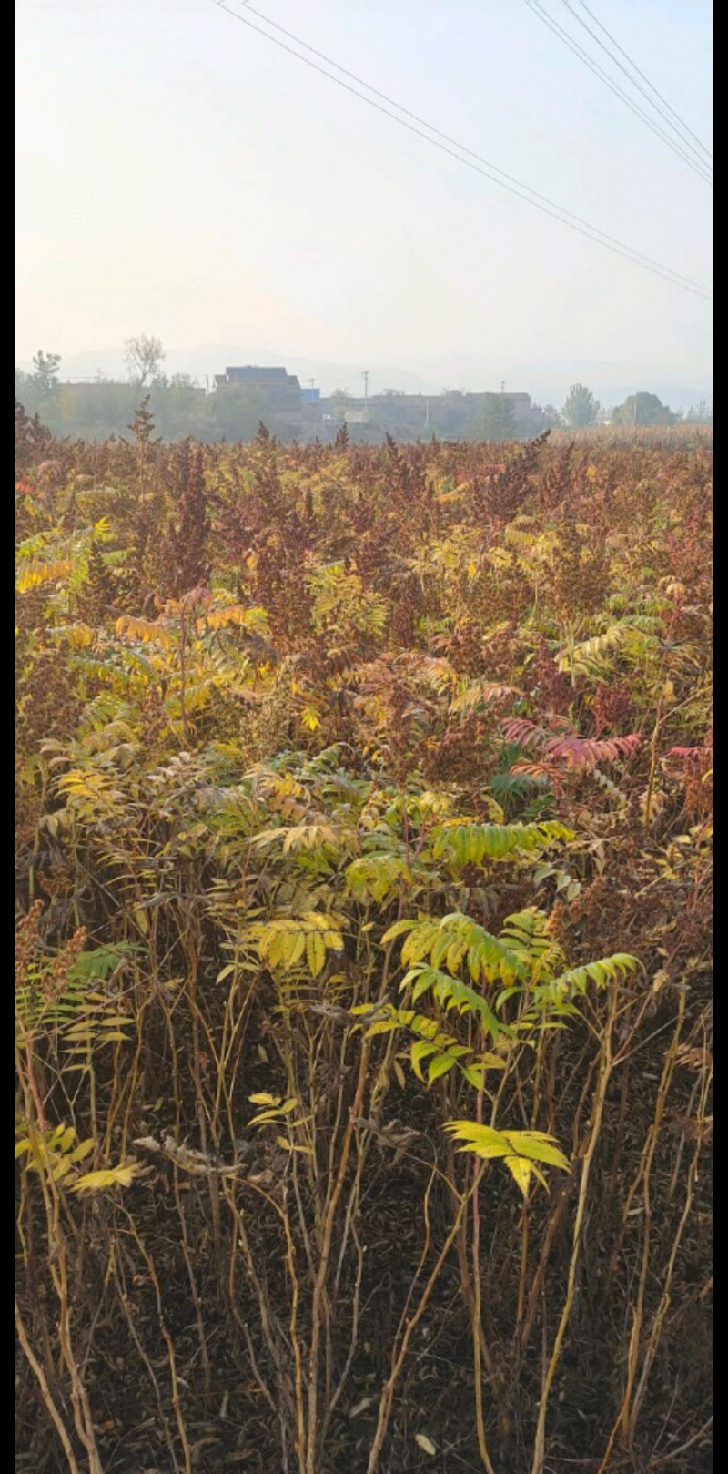 爬山虎绣线菊珍珠梅营养钵杯苗大量供应