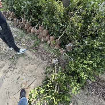 有刺枸骨