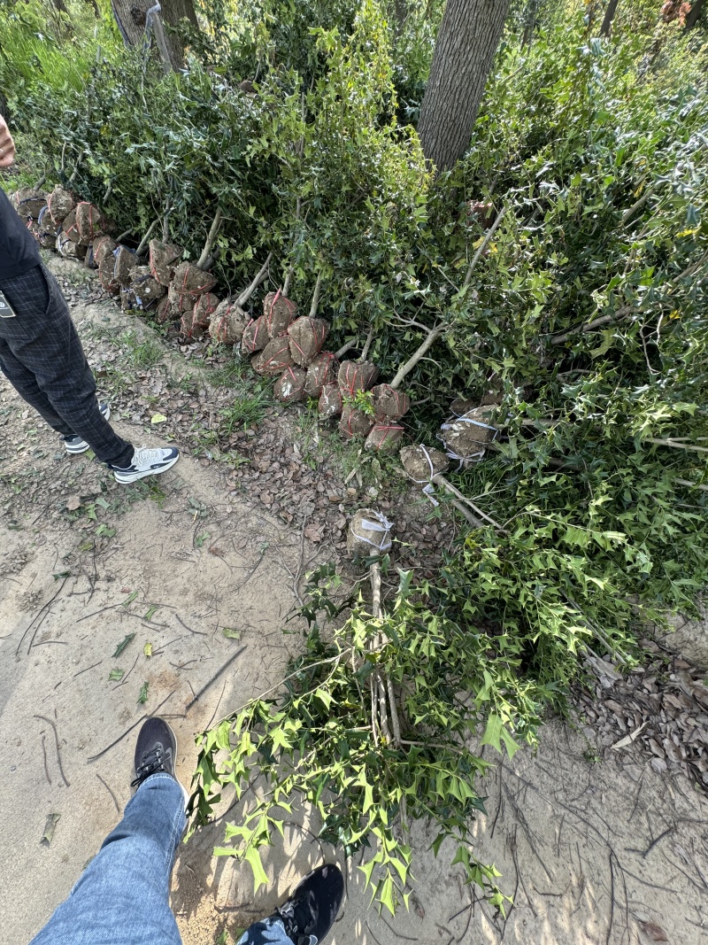 有刺枸骨