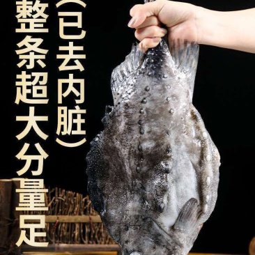 海参斑鱼海鲜批发海参鱼深海鱼海参斑海参斑鱼海鲜批发海参鱼深海