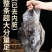 海参斑鱼海鲜批发海参鱼深海鱼海参斑海参斑鱼海鲜批发海参鱼深海