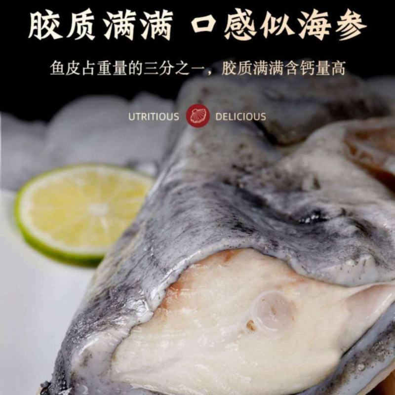 海参斑鱼海鲜批发海参鱼深海鱼海参斑海参斑鱼海鲜批发海参鱼深海