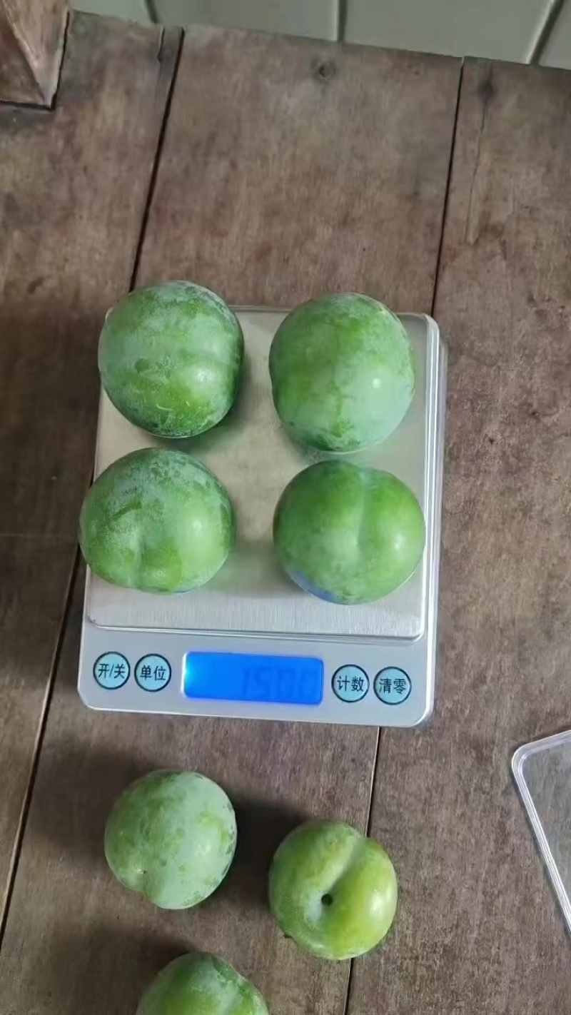 精品青脆李子四川李子货源充足量大从优质量保证欢迎咨询