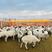 草原散养羊肉