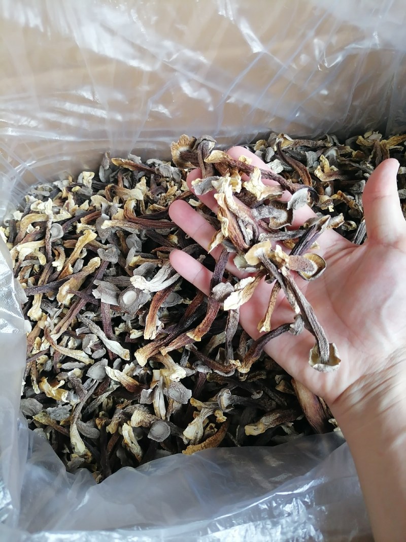 便宜鹿茸菇，水菇，低价鹿茸菇，变色鹿茸菇，跑色鹿茸菇