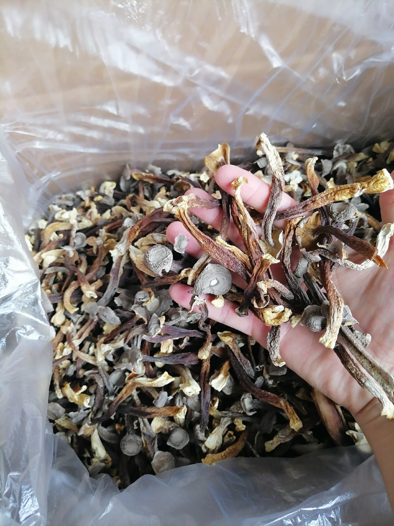 便宜鹿茸菇，水菇，低价鹿茸菇，变色鹿茸菇，跑色鹿茸菇