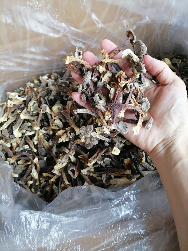 便宜鹿茸菇，水菇，低价鹿茸菇，变色鹿茸菇，跑色鹿茸菇