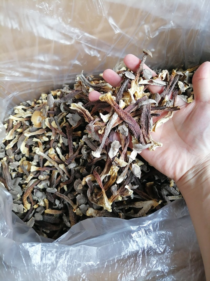便宜鹿茸菇，水菇，低价鹿茸菇，变色鹿茸菇，跑色鹿茸菇