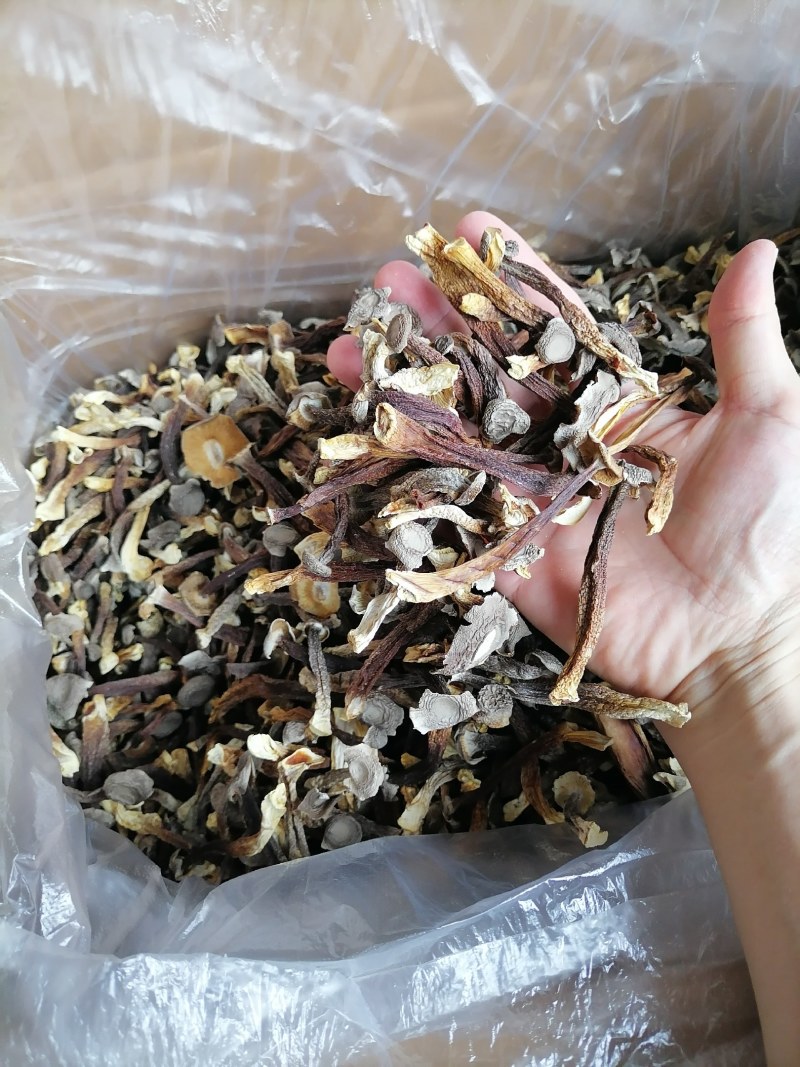 便宜鹿茸菇，水菇，低价鹿茸菇，变色鹿茸菇，跑色鹿茸菇