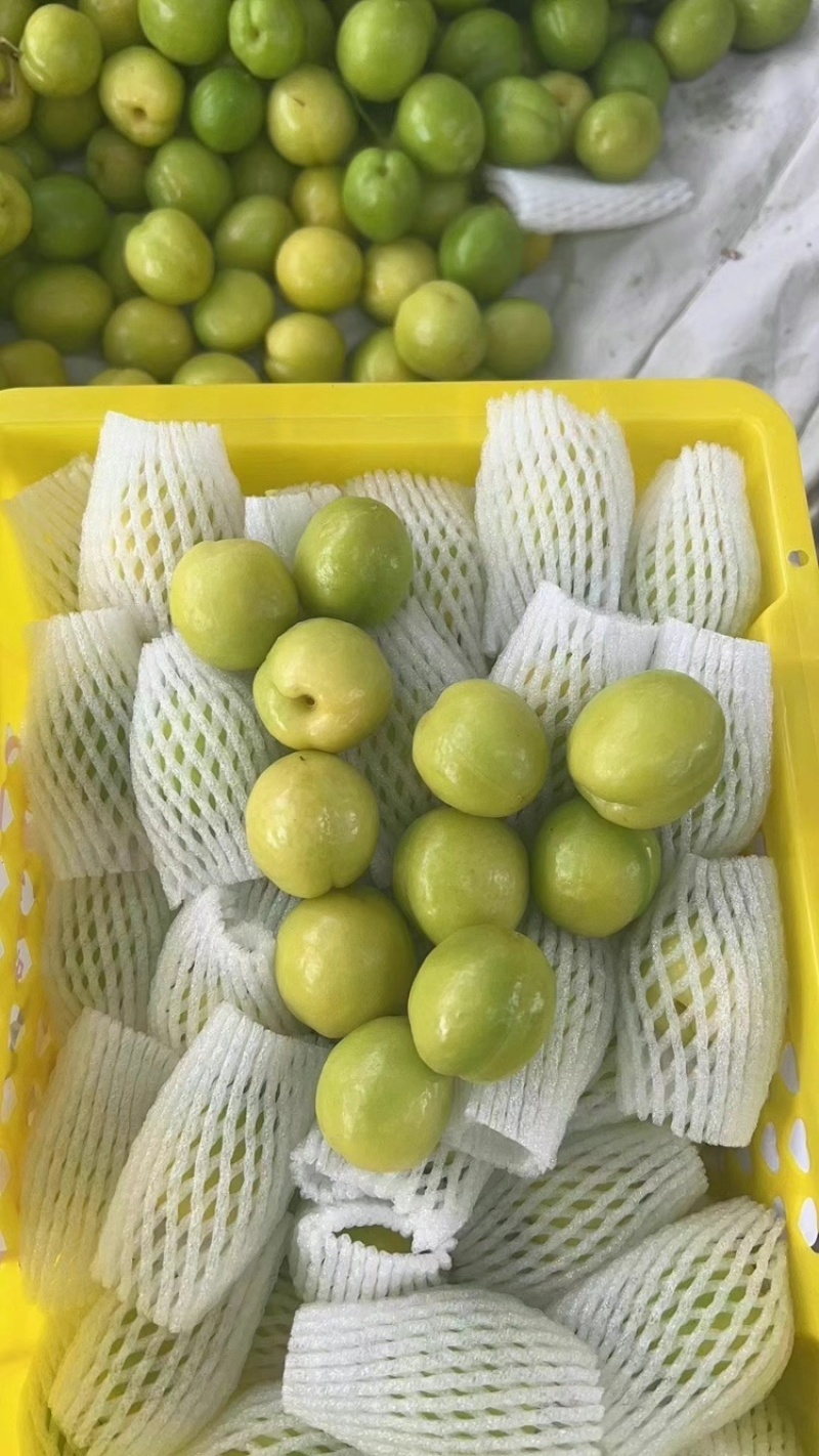 新疆吐鲁番小白杏产地直发品质保证量大从优欢迎联系