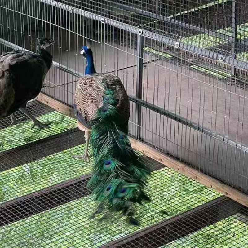 养殖蓝孔雀苗