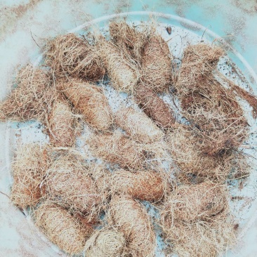 竹笋虫虫茧