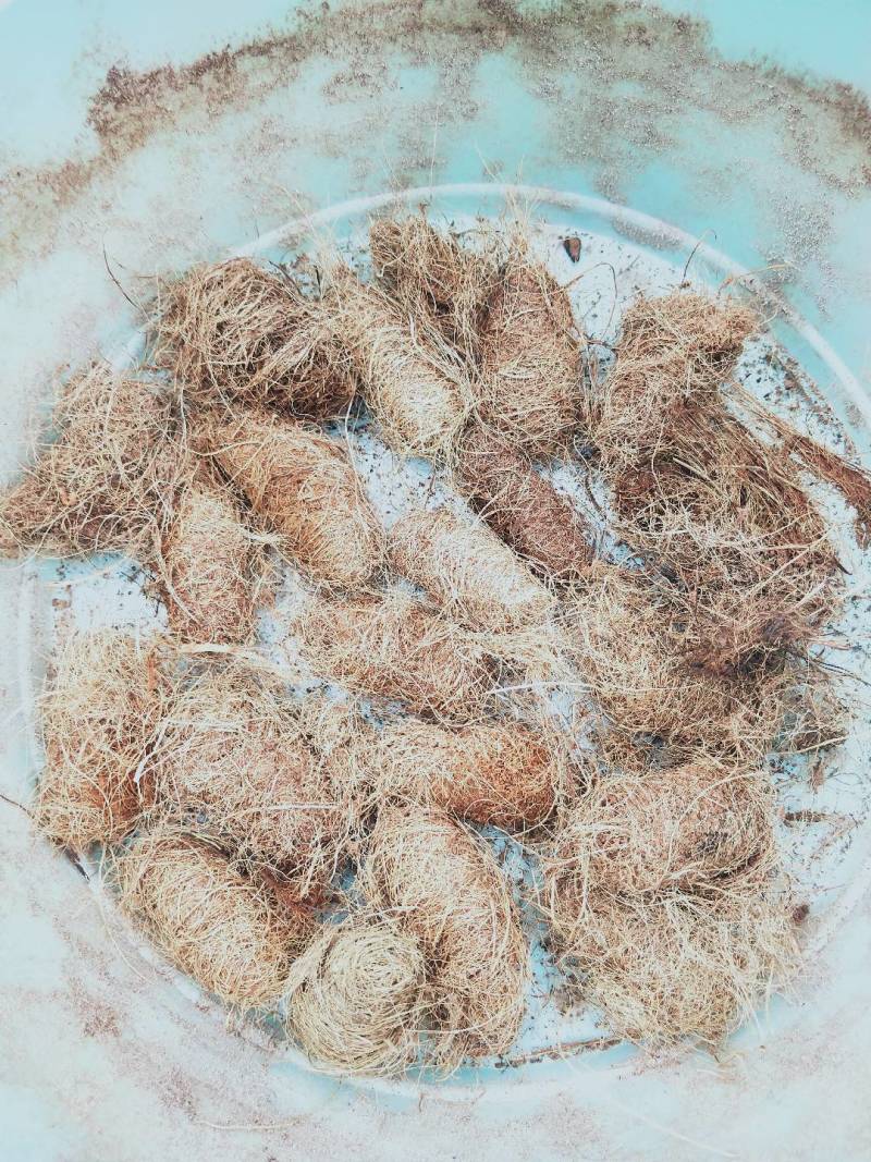 竹笋虫虫茧
