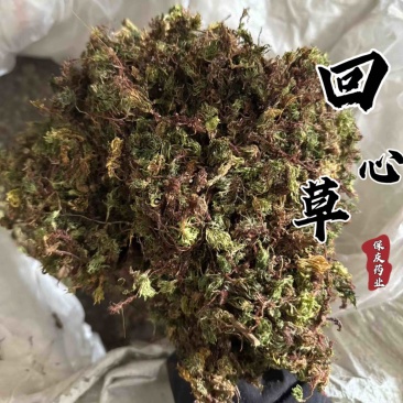 回心草正品实拍干货回心草发货如图太阳草