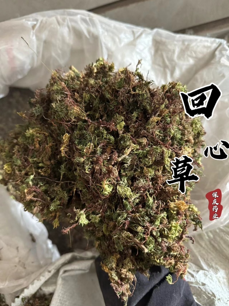 回心草正品实拍干货回心草发货如图太阳草