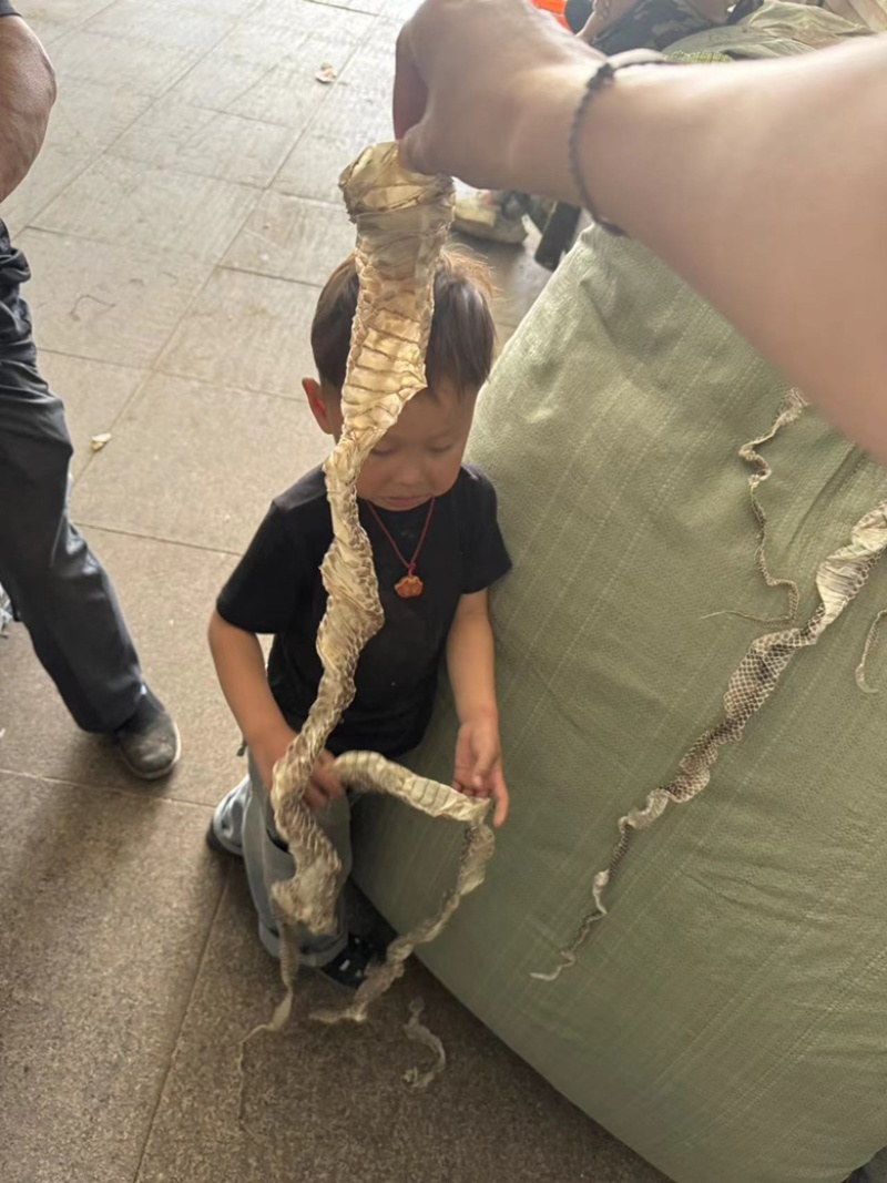 龙衣蛇蛇蛇皮长虫皮正品整条的货多现货