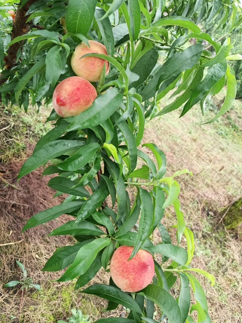 早春王桃子