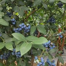 山东烟台高品质蓝莓