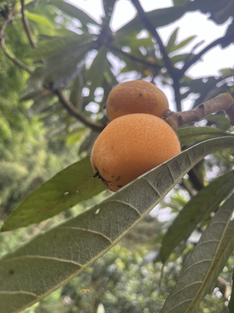 黄山歙县三潭枇杷