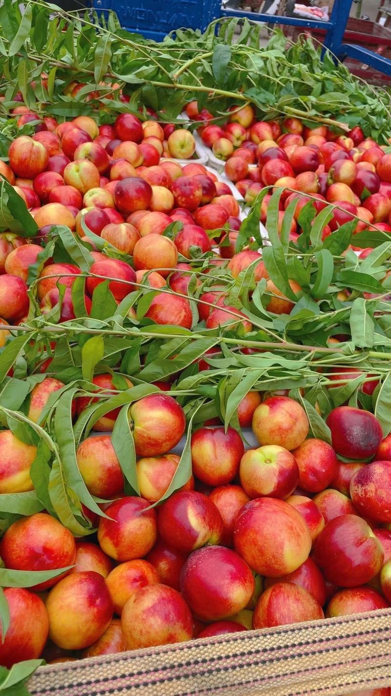 精品曙光油桃大量上市产地直供品质保证价格优惠全国发货