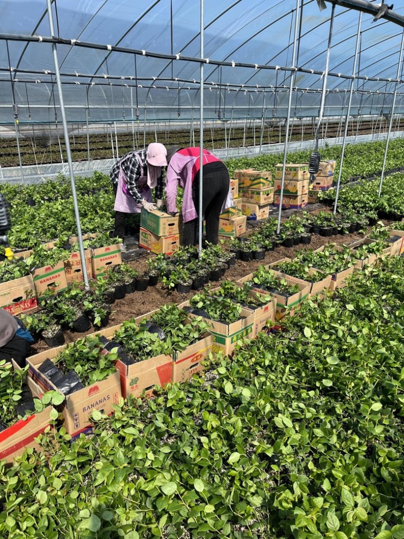 L25组培花香蓝莓苗当年苗成活率高提供技术支持