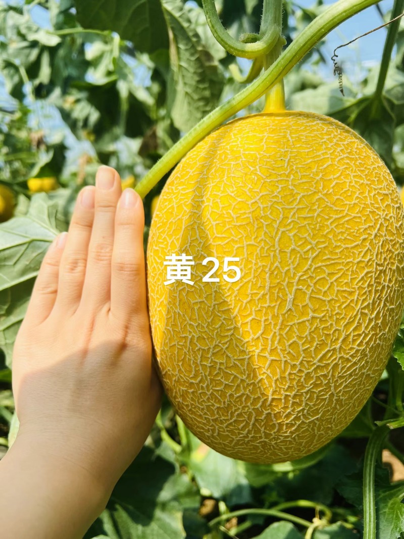寿光羊角蜜博洋2k各类瓜果大量供应产地直采