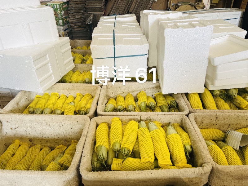 寿光羊角蜜博洋2k各类瓜果大量供应产地直采
