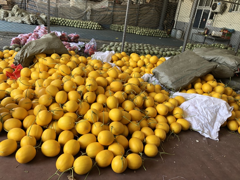 寿光羊角蜜博洋2k各类瓜果大量供应产地直采