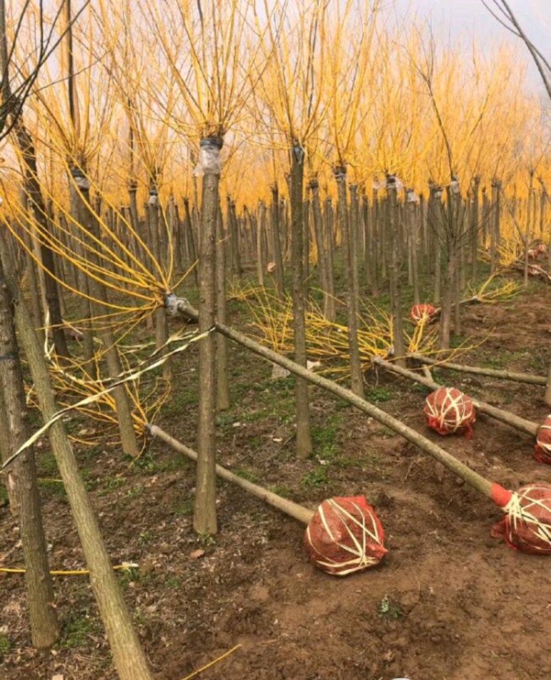黄金槐黄金槐树各种规格基地高杆直径1-15厘米以上