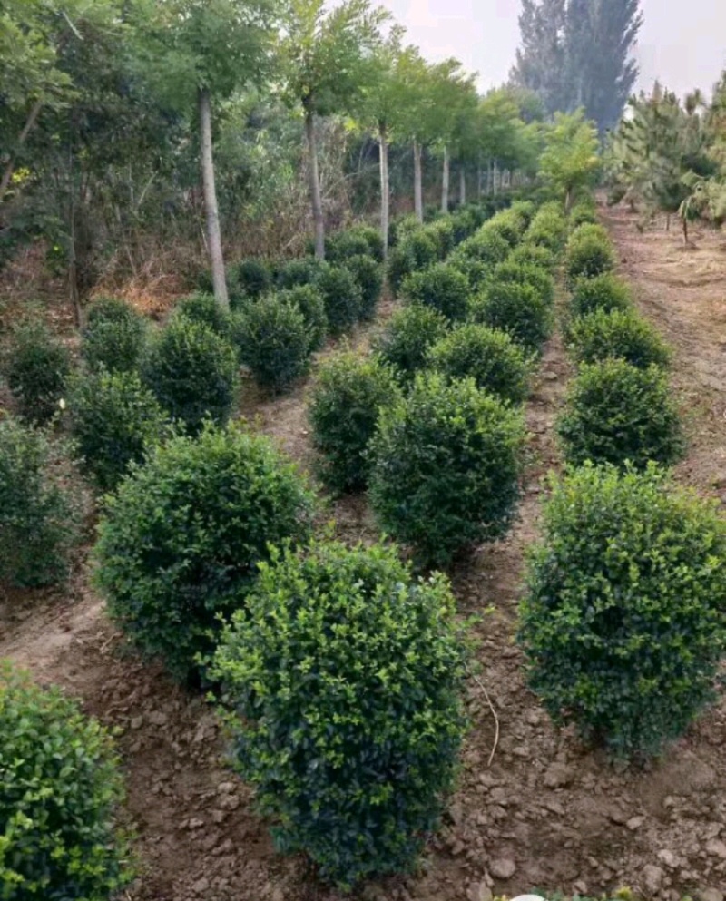 水蜡青叶水蜡金叶水蜡紫叶水蜡营养钵杯苗基地批发