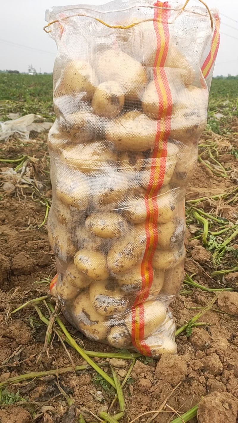 黄心土豆
