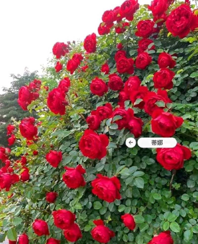 黄刺玫红刺玫营养钵杯苗量大从优基地直供