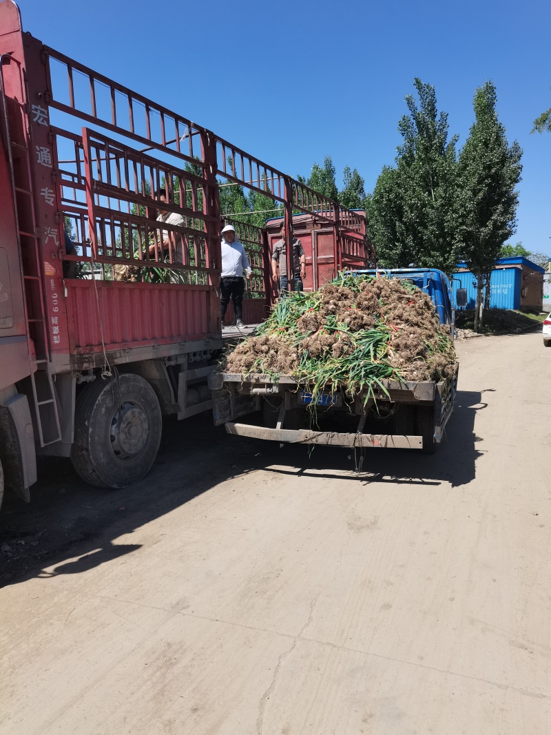 河北饶阳大蒜，大量上市，产地直发，价格美丽，欢迎咨询