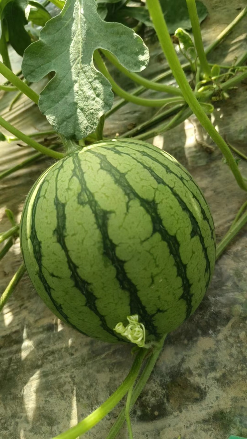 西瓜/特小凤/美都/8424西瓜江苏盐城产区