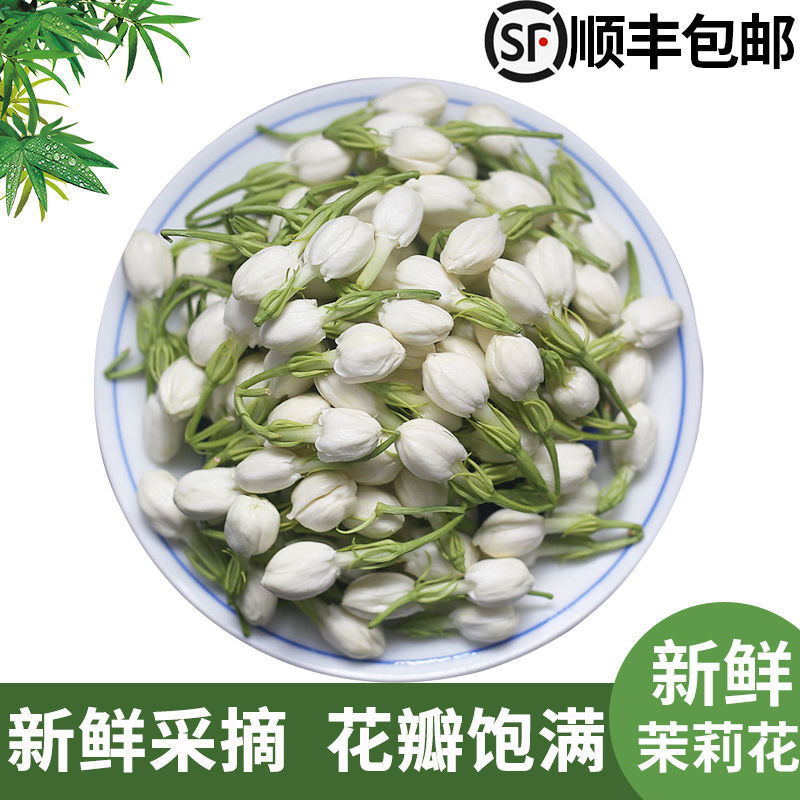 广西横县茉莉鲜花茉莉花苞电商1斤装2斤装3斤专业一件代发