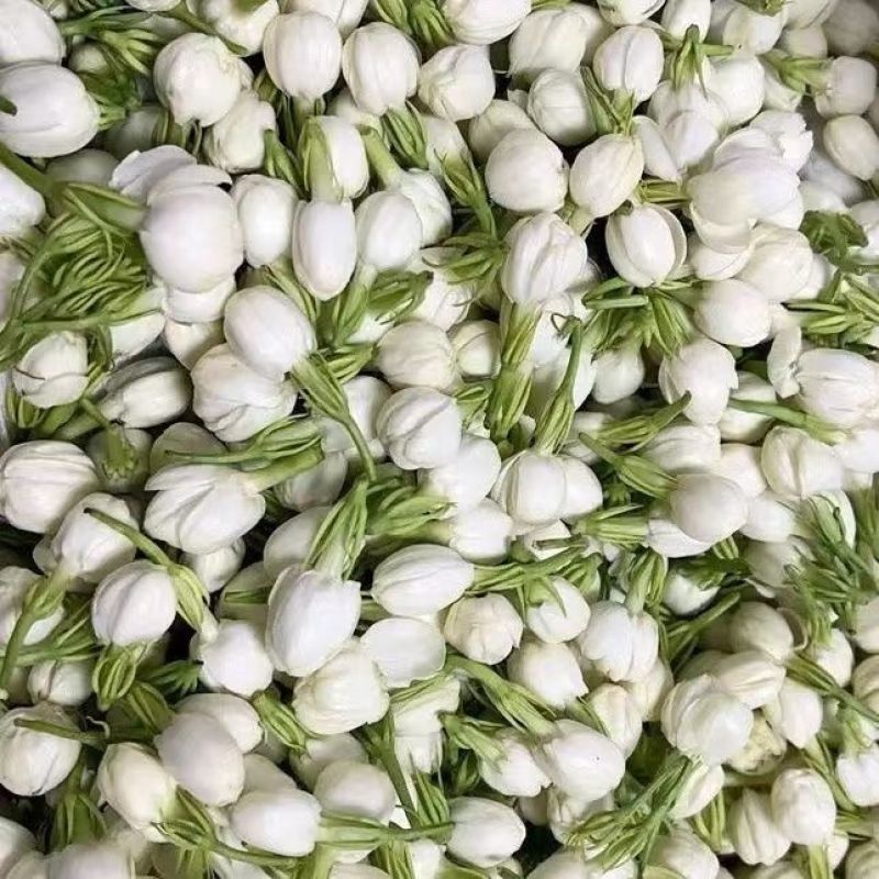 广西横县茉莉鲜花茉莉花苞电商1斤装2斤装3斤专业一件代发