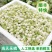 广西横县茉莉鲜花茉莉花苞电商1斤装2斤装3斤专业一件代发
