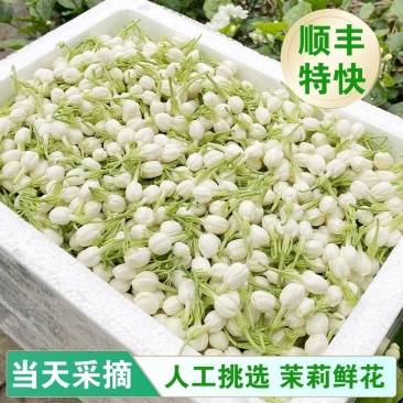 广西横县茉莉鲜花茉莉花苞电商1斤装2斤装3斤专业一件代发