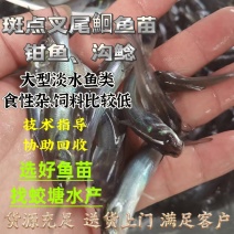 斑点叉尾鮰鱼苗沟鲶钳鱼基因好非亲杂交抑菌性强