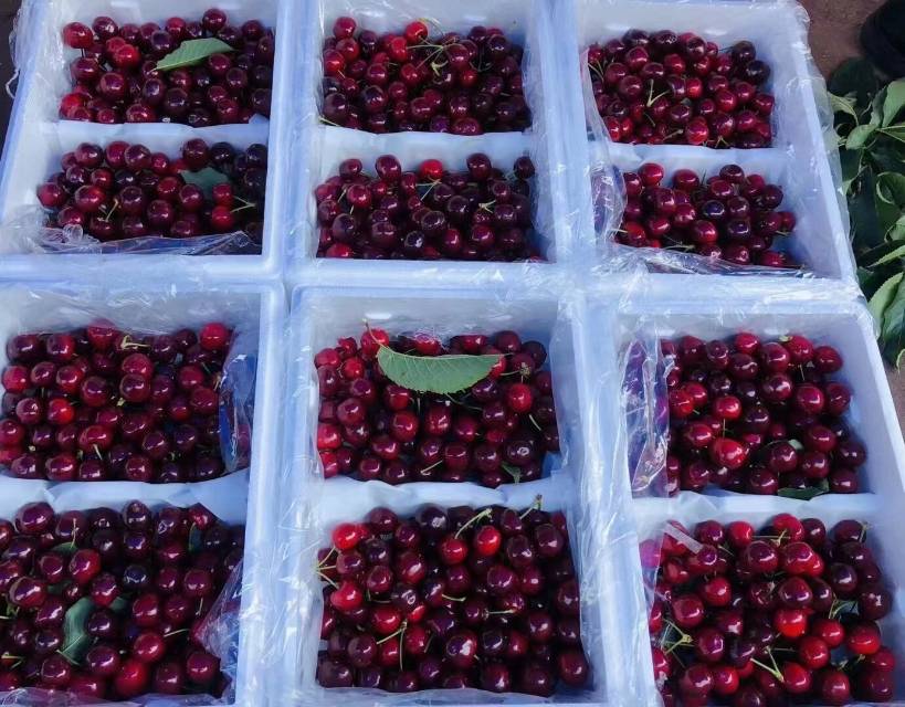 四川汶川高山车厘子果园