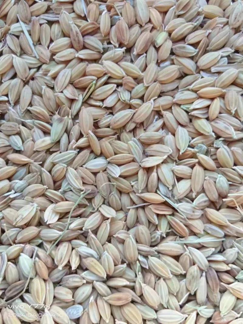 2022年圆粒稻谷，磨出的米非常好，实地看粮保相中